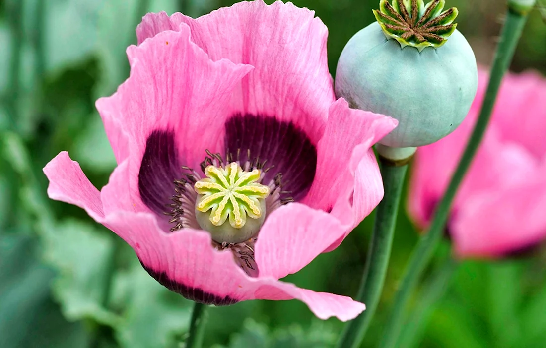 Мак Papaver somniferum