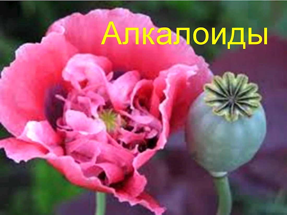 Мак снотворный алкалоиды