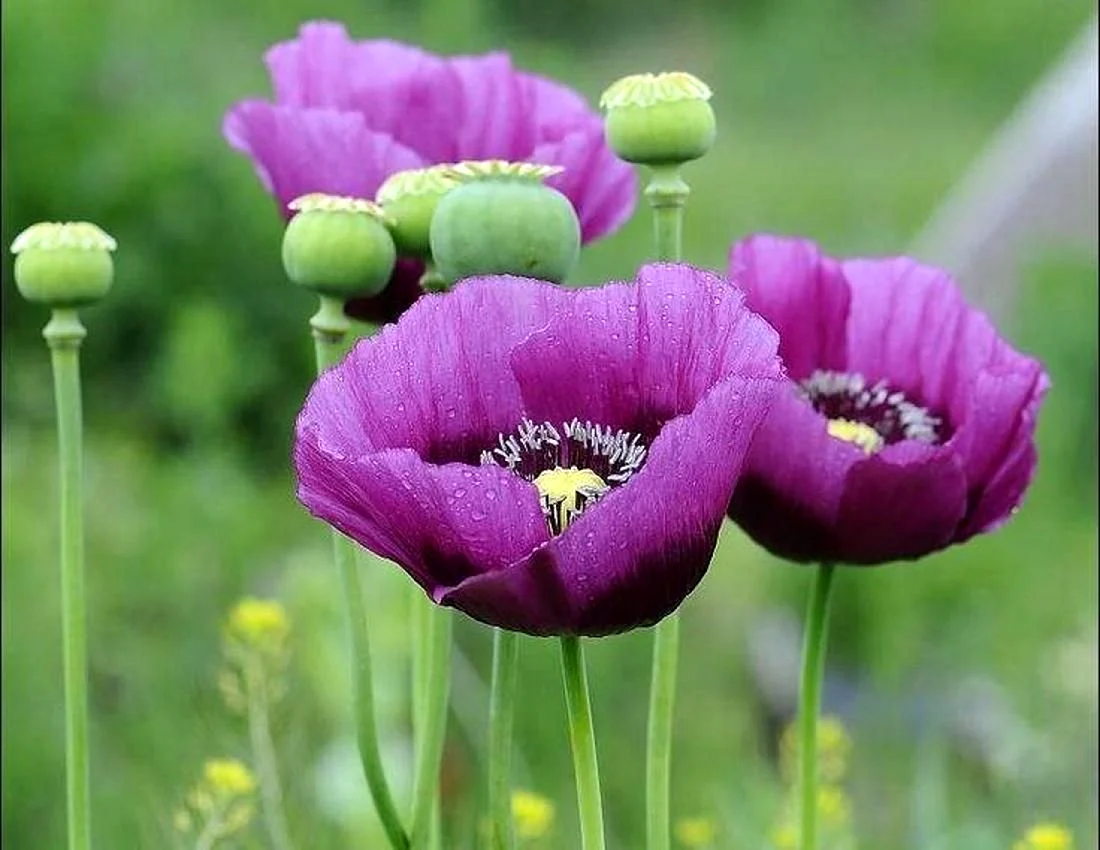Мак снотворный Papaver somniferum