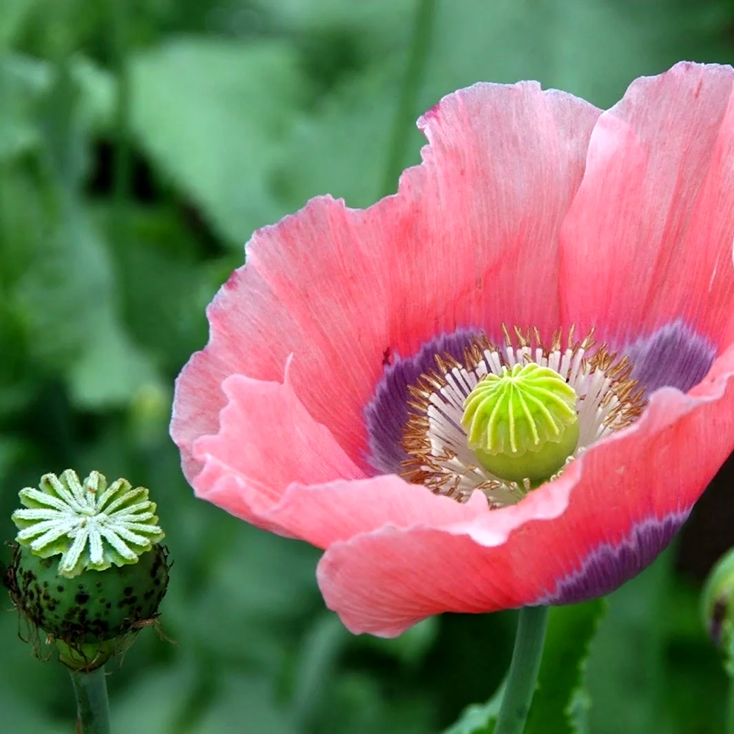 Мак снотворный Papaver somniferum