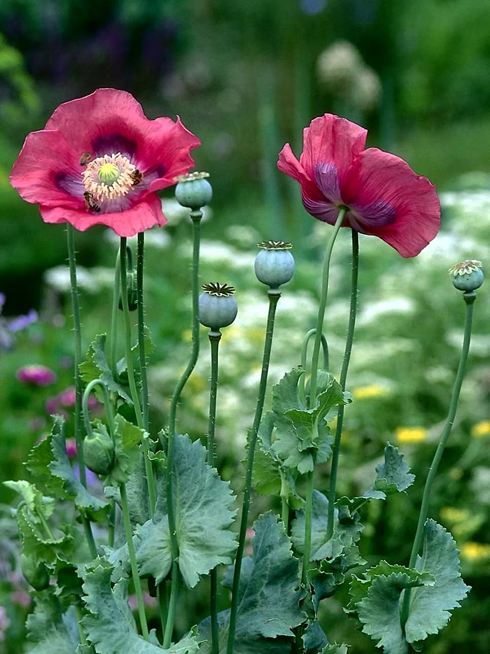 Мак снотворный Papaver somniferum