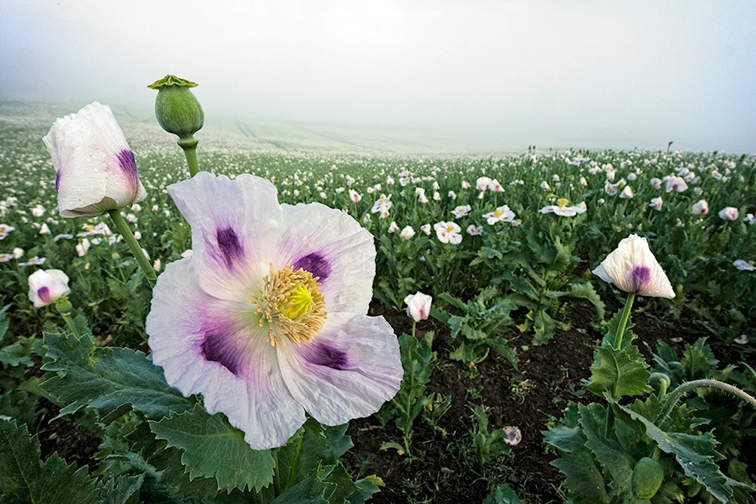 Мак снотворный Papaver somniferum