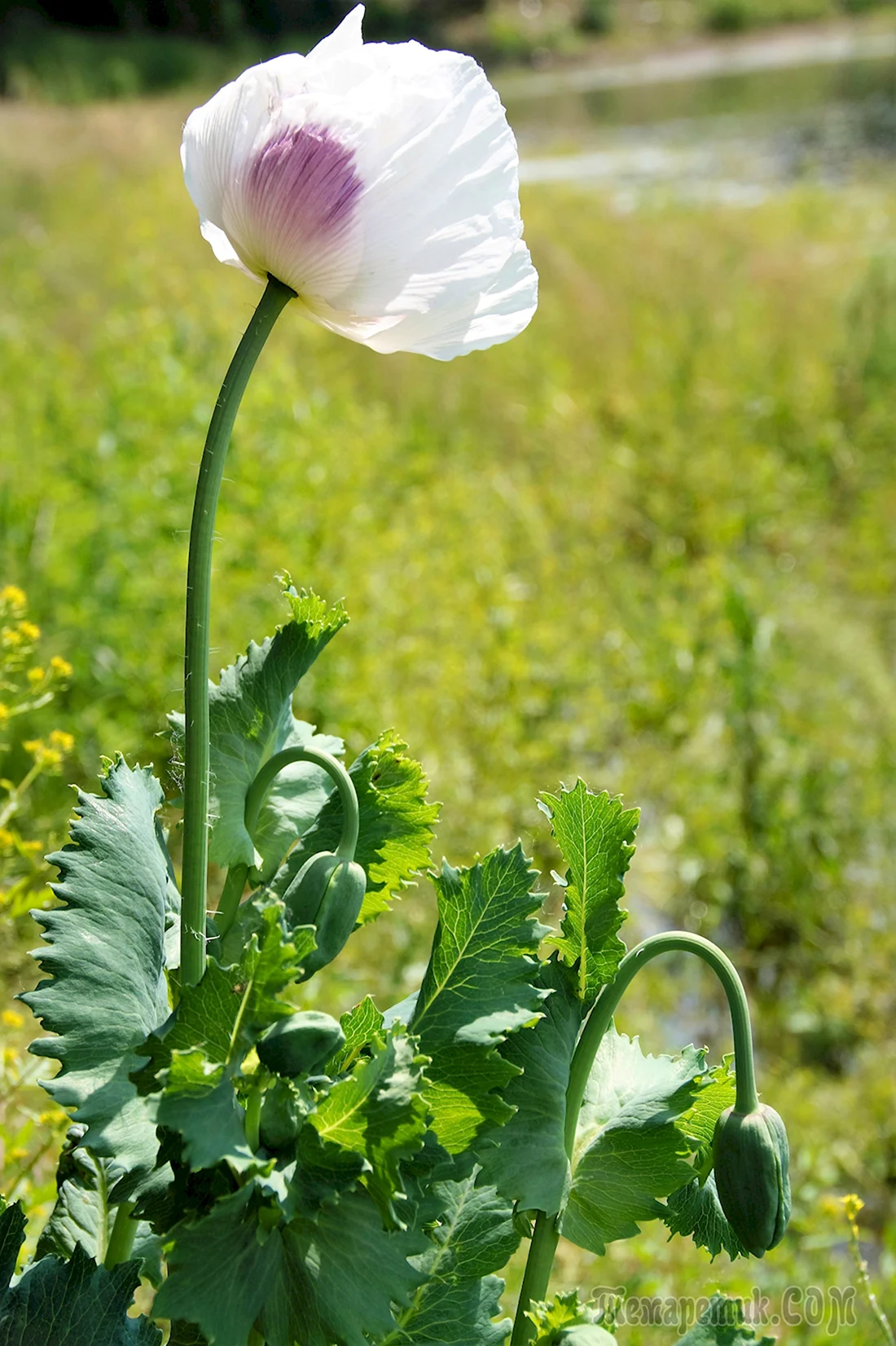 Мак снотворный Papaver somniferum