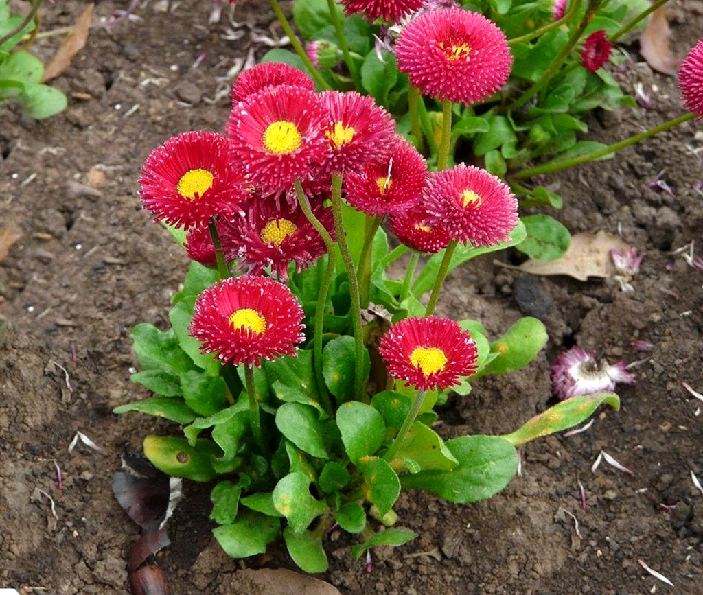Маргаритка Bellis perennis