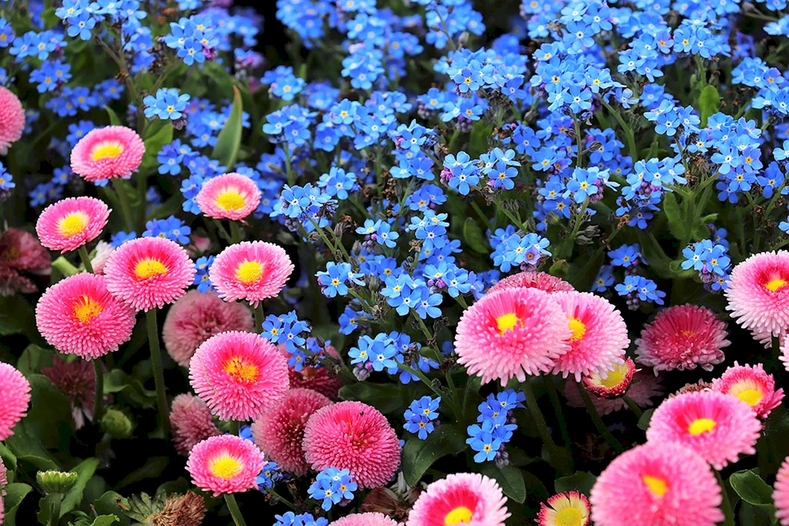 Маргаритка Bellis perennis