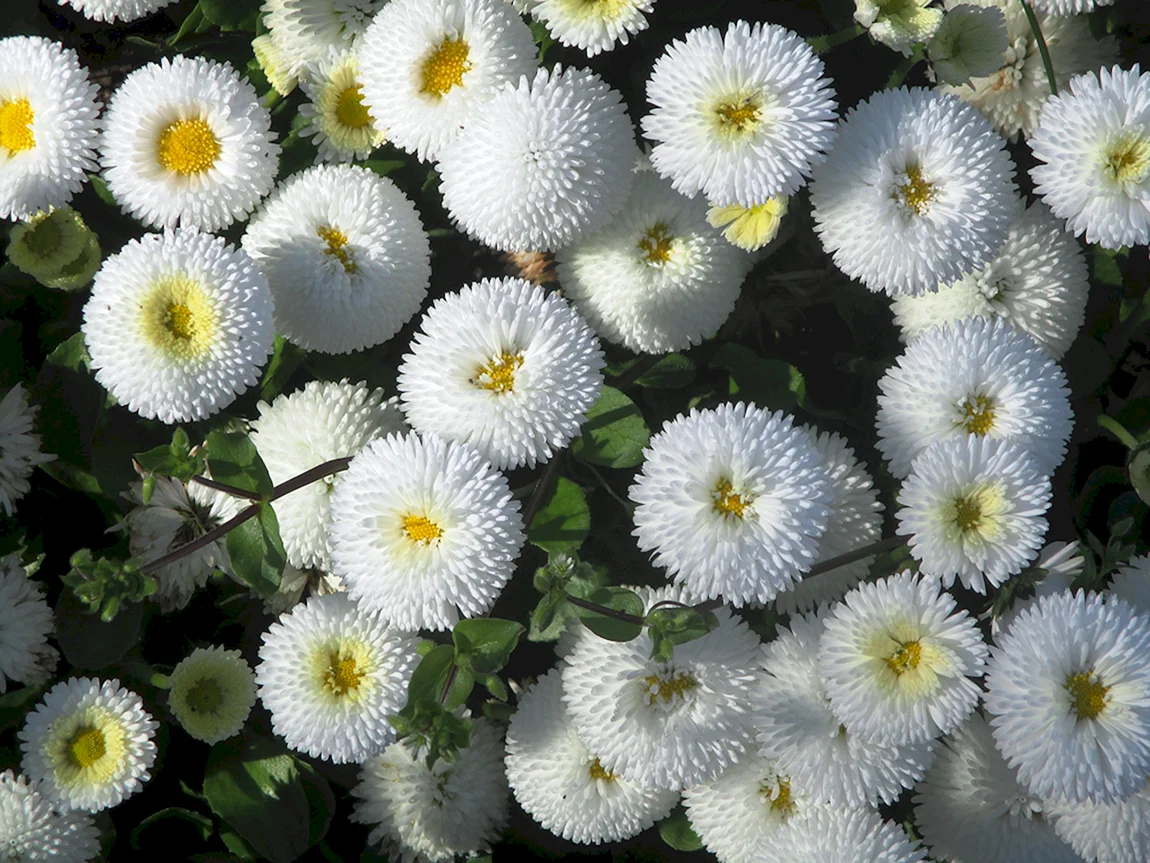 Маргаритка Bellis perennis