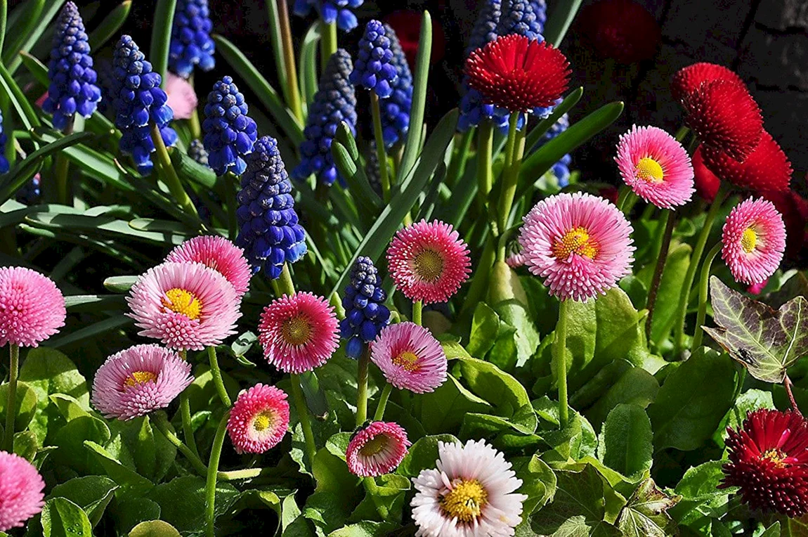 Маргаритка Bellis perennis