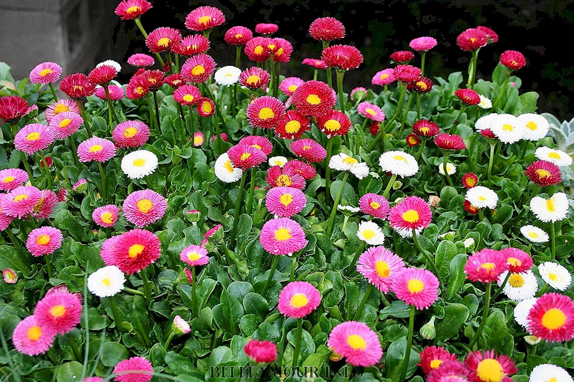 Маргаритка многолетняя мелкоцветковая