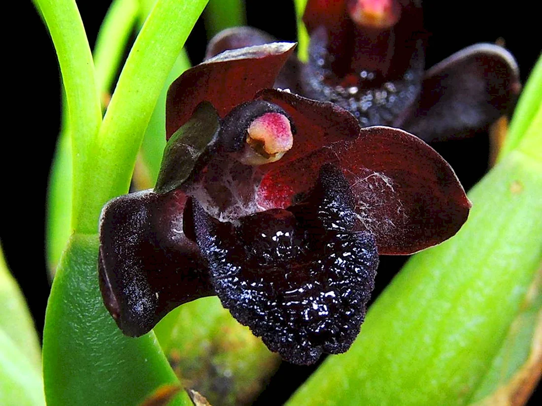 Maxillaria schunkeana