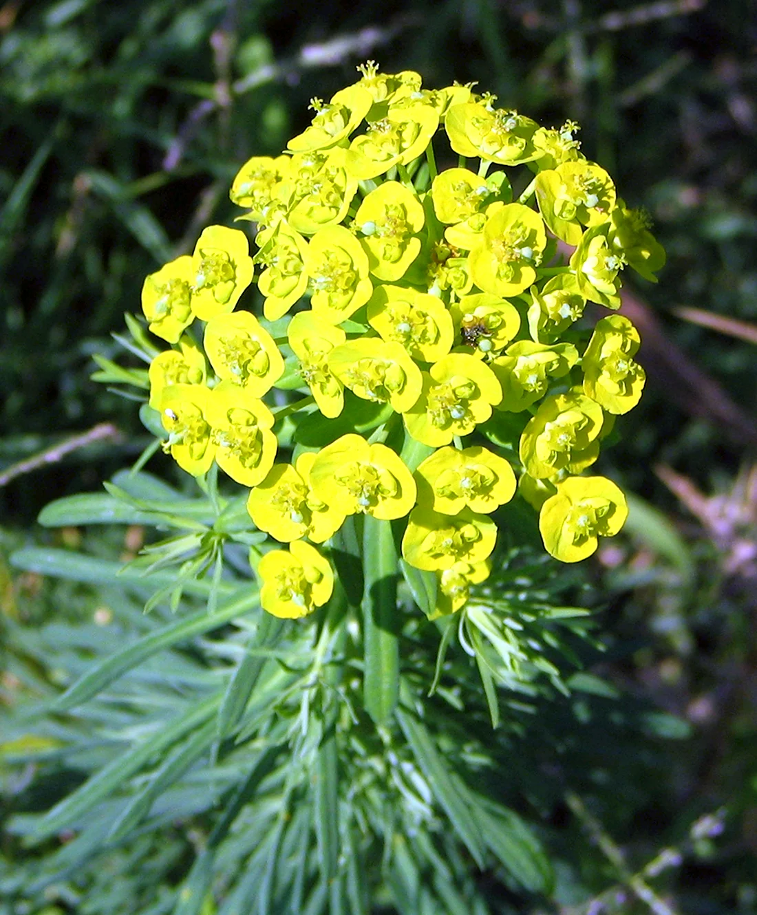 Молочай кипарисовый Euphorbia cyparissias