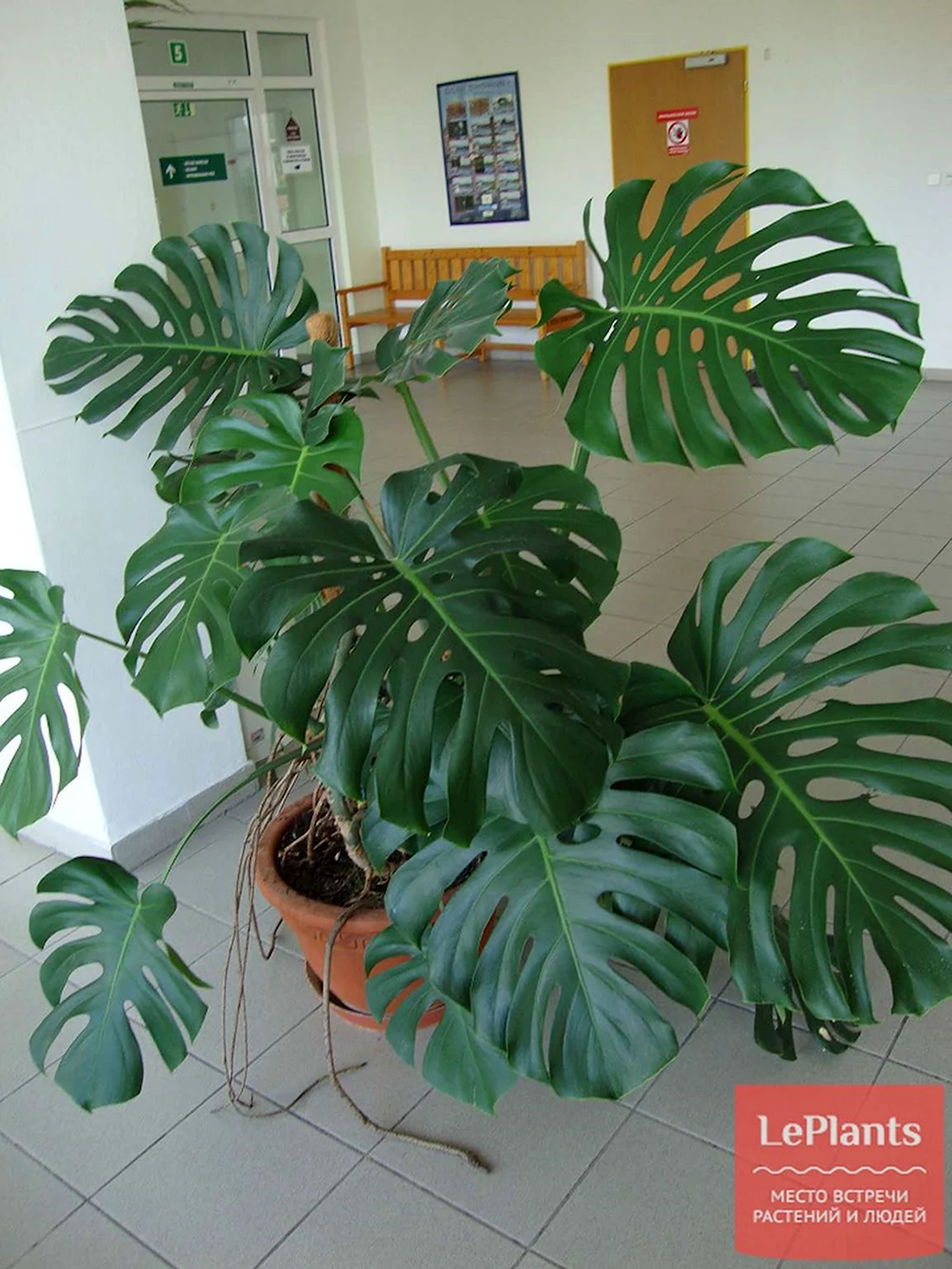Монстера деликатесная Monstera deliciosa