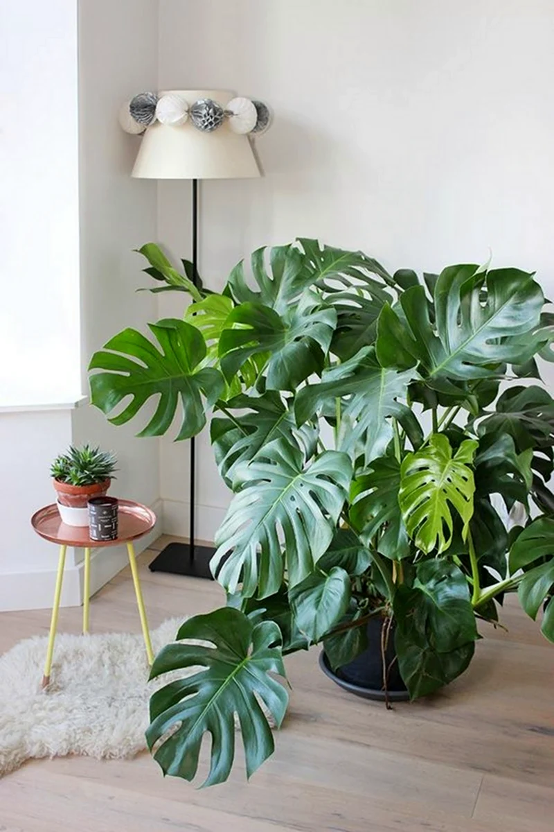 Монстера Делициоза Monstera deliciosa