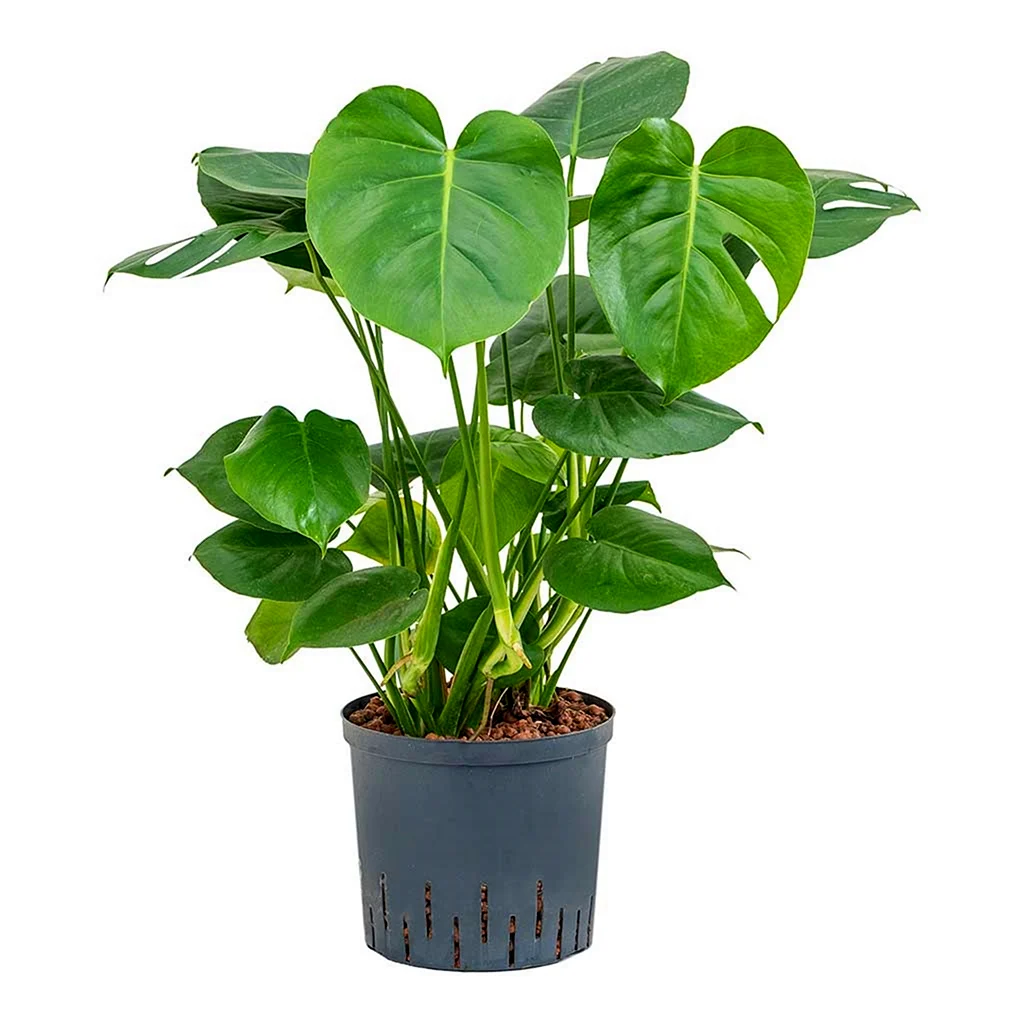 Монстера Делициоза Monstera deliciosa