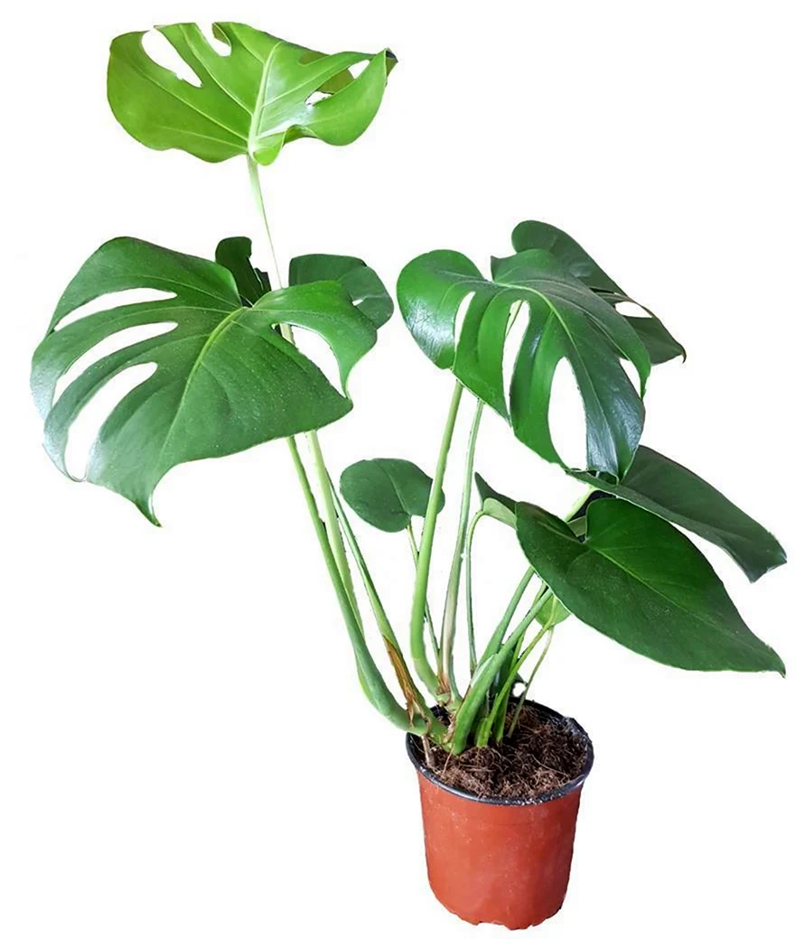 Монстера Делициоза Monstera deliciosa