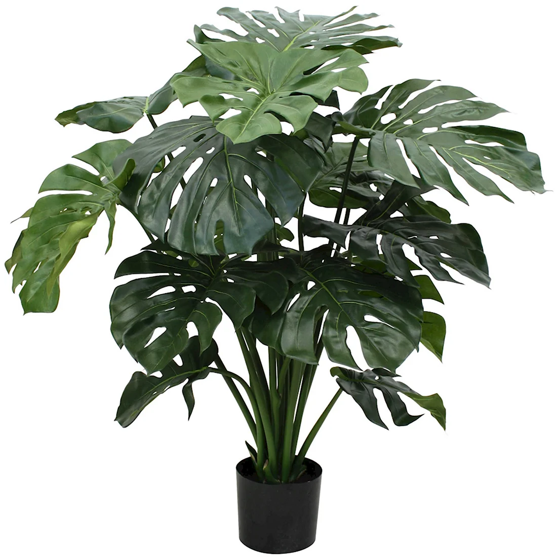 Монстера Делициоза Monstera deliciosa