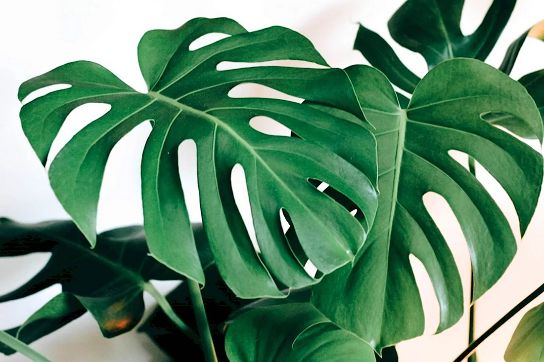 Монстера Делициоза Monstera deliciosa
