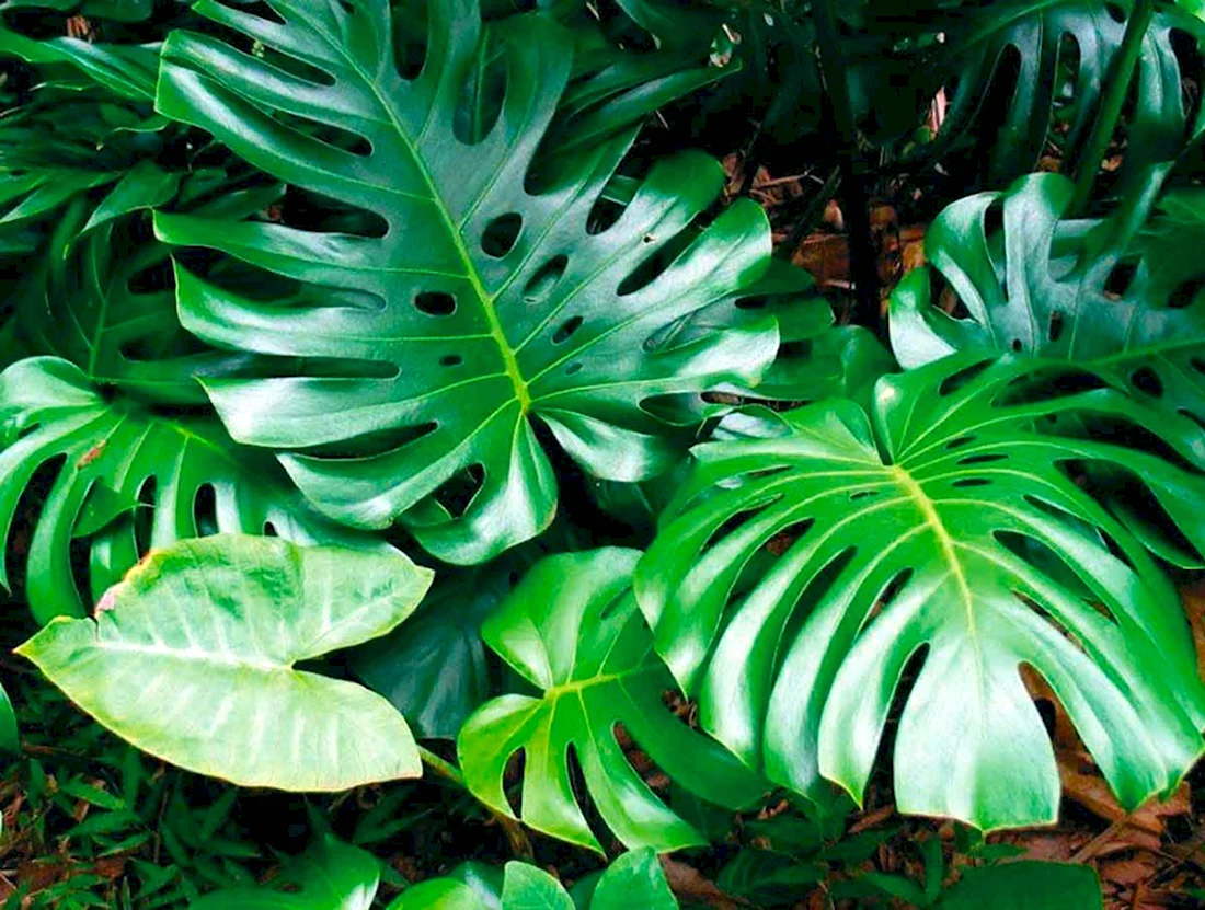 Монстера Делициоза Monstera deliciosa