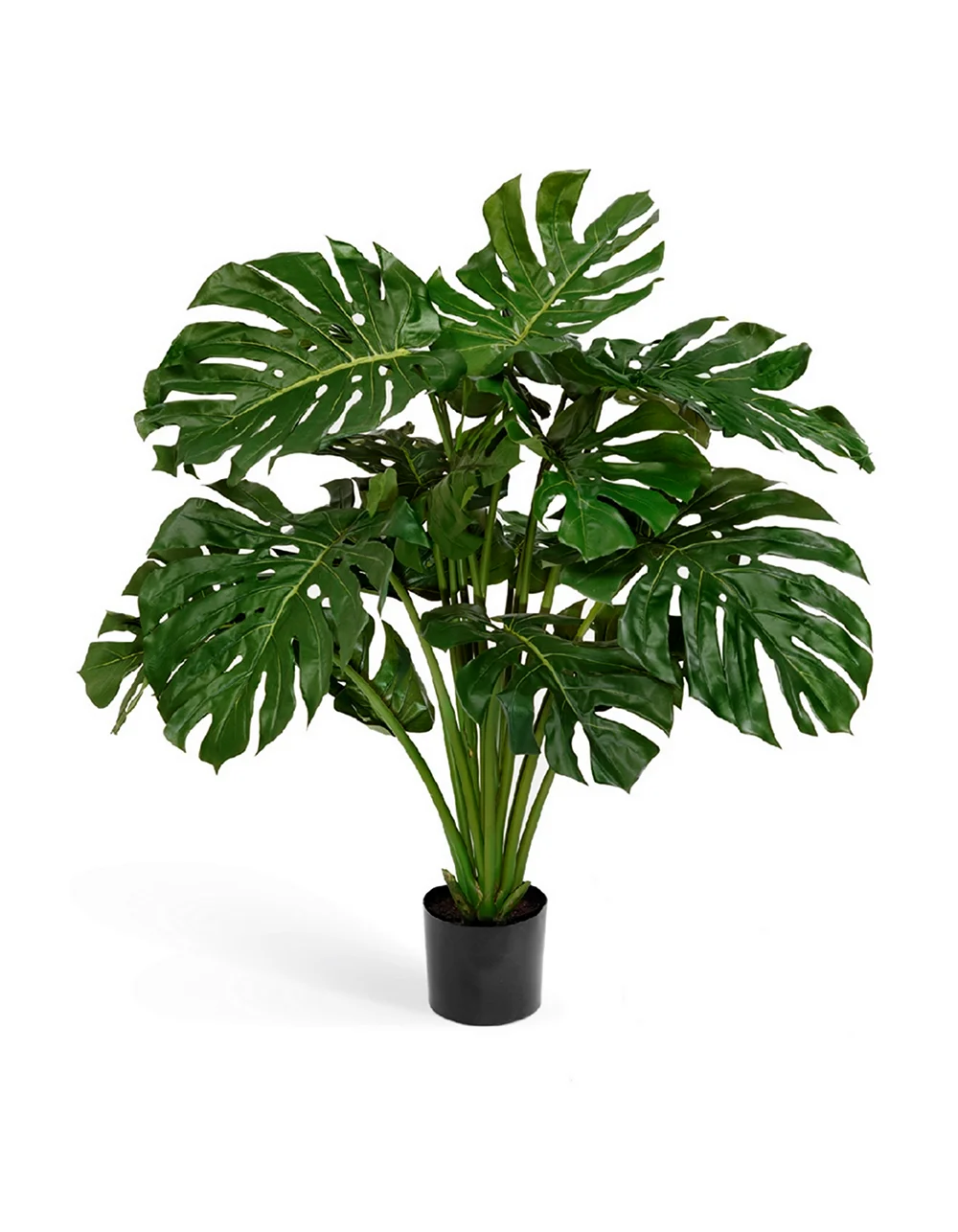 Монстера Monstera