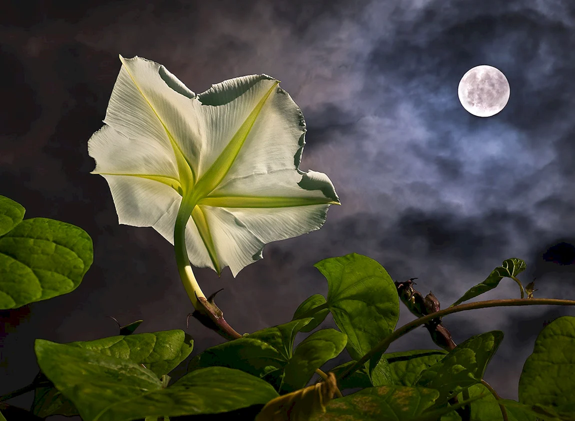 Moonflower цветок