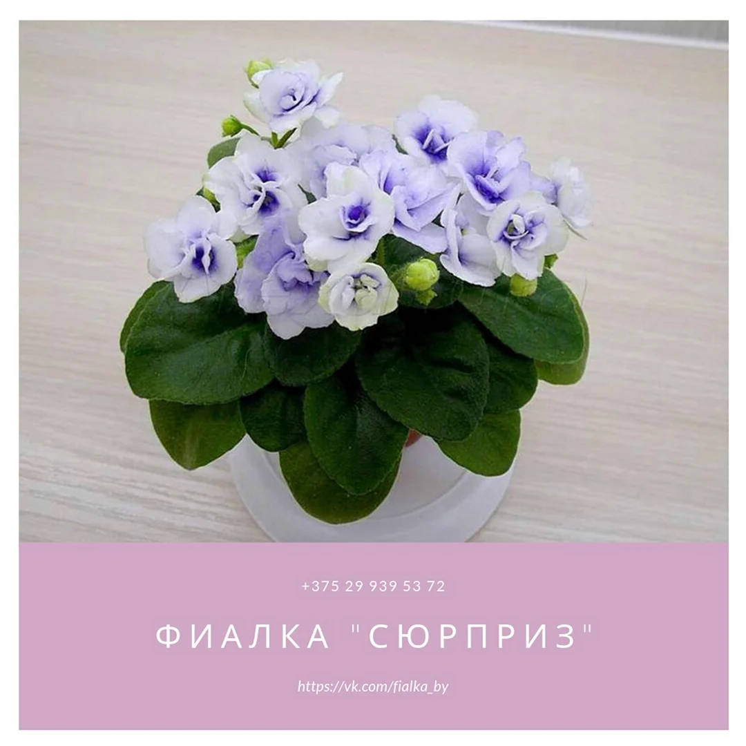 Н-сюрприз н. Бердникова