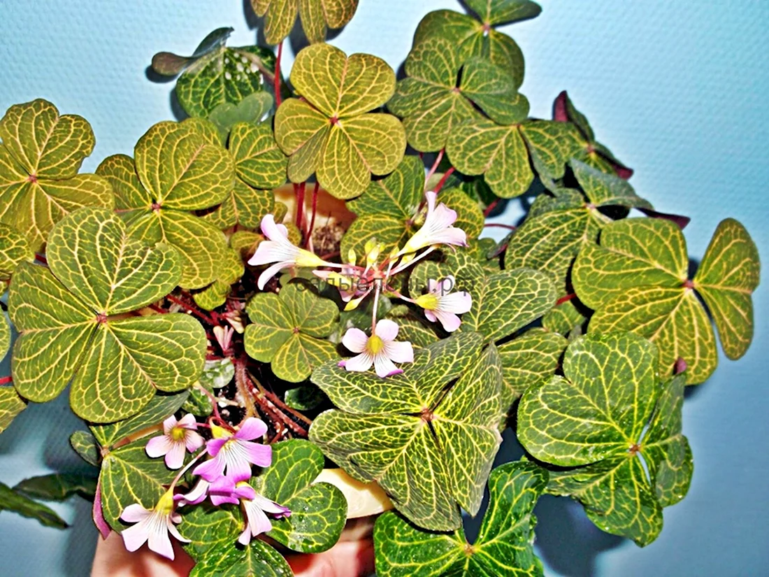 Оксалис мартианский