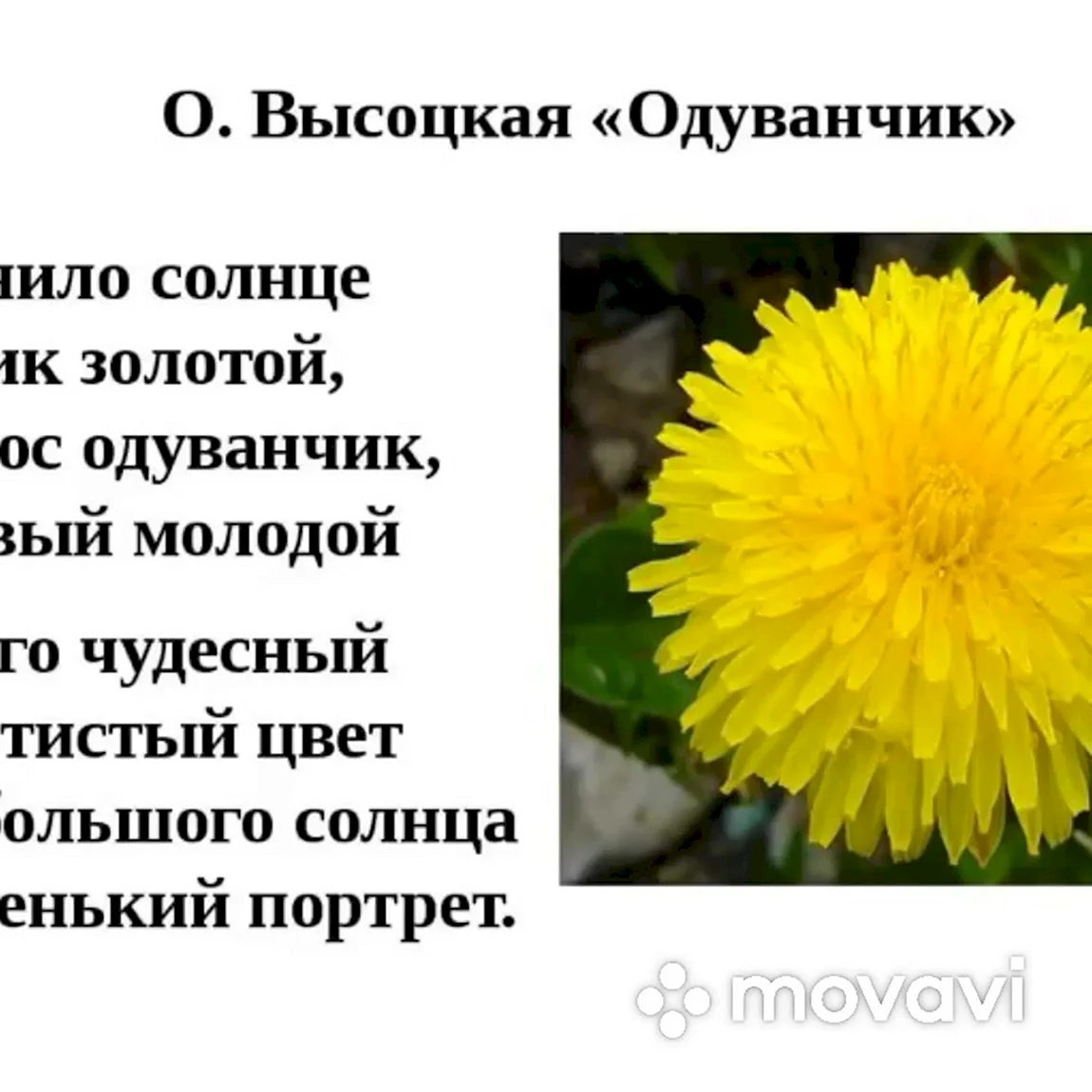 Ольга Высоцкая одуванчик