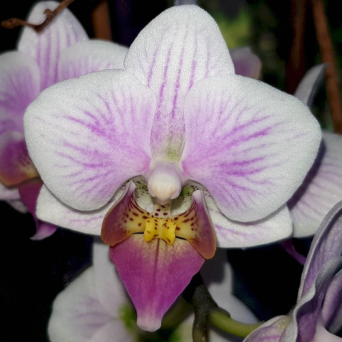 Орхидея ambiance Phalaenopsis