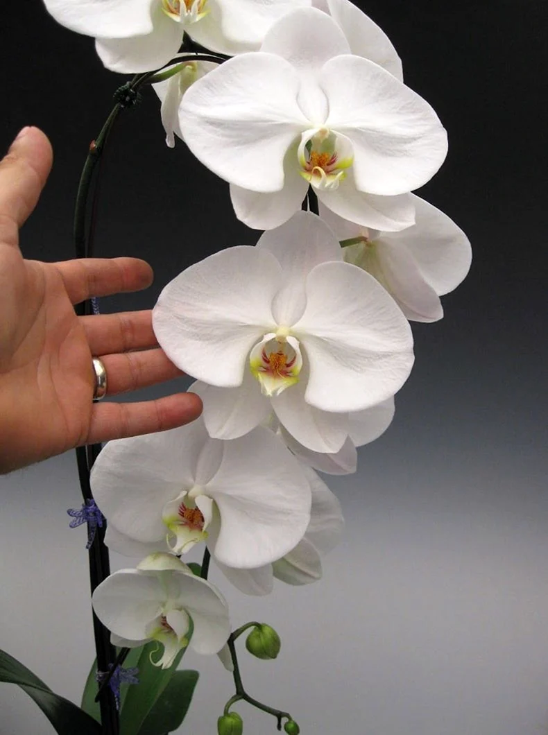 Орхидея ambiance Phalaenopsis