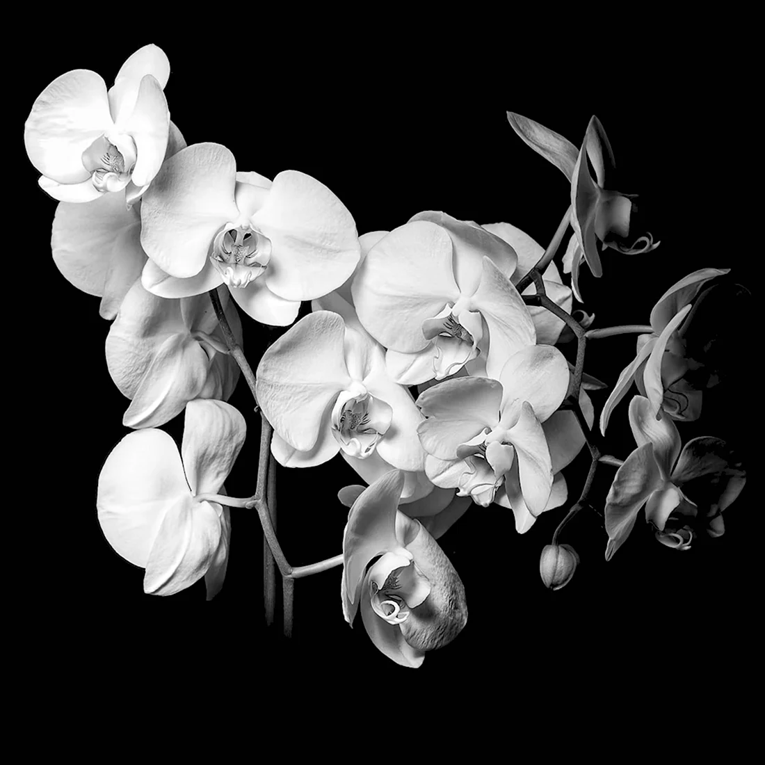 Орхидея черно белая