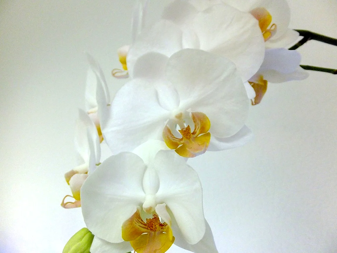 Орхидея Doritaenopsis kiska