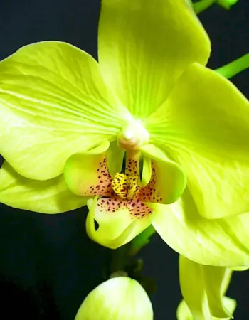 Орхидея фаленопсис из холодного фарфора