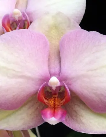 Орхидея фаленопсис Рейнбоу