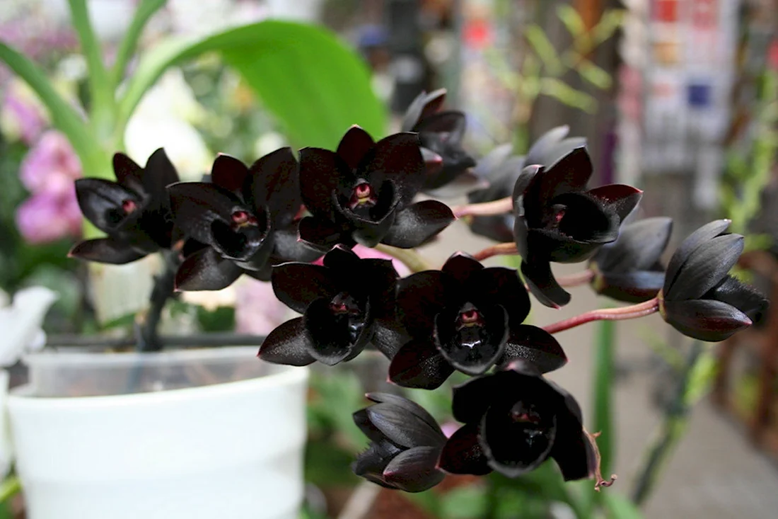Орхидея Fredclarkeara after Dark SVO Black Pearl