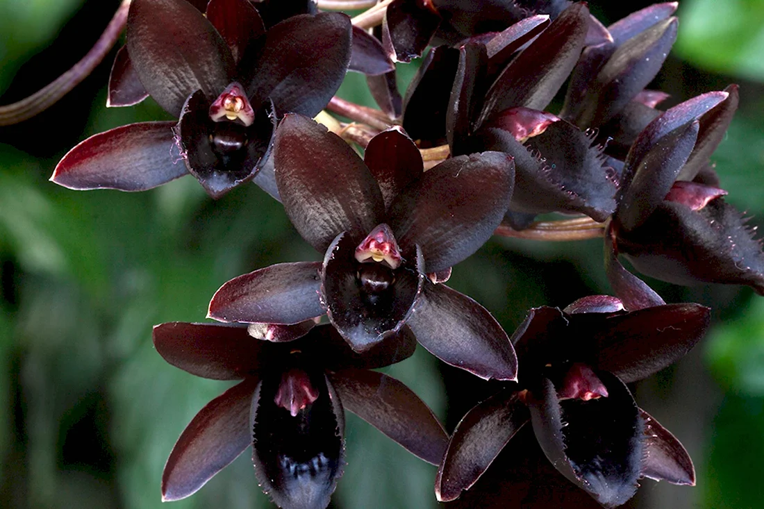 Орхидея Fredclarkeara after Dark SVO Black Pearl