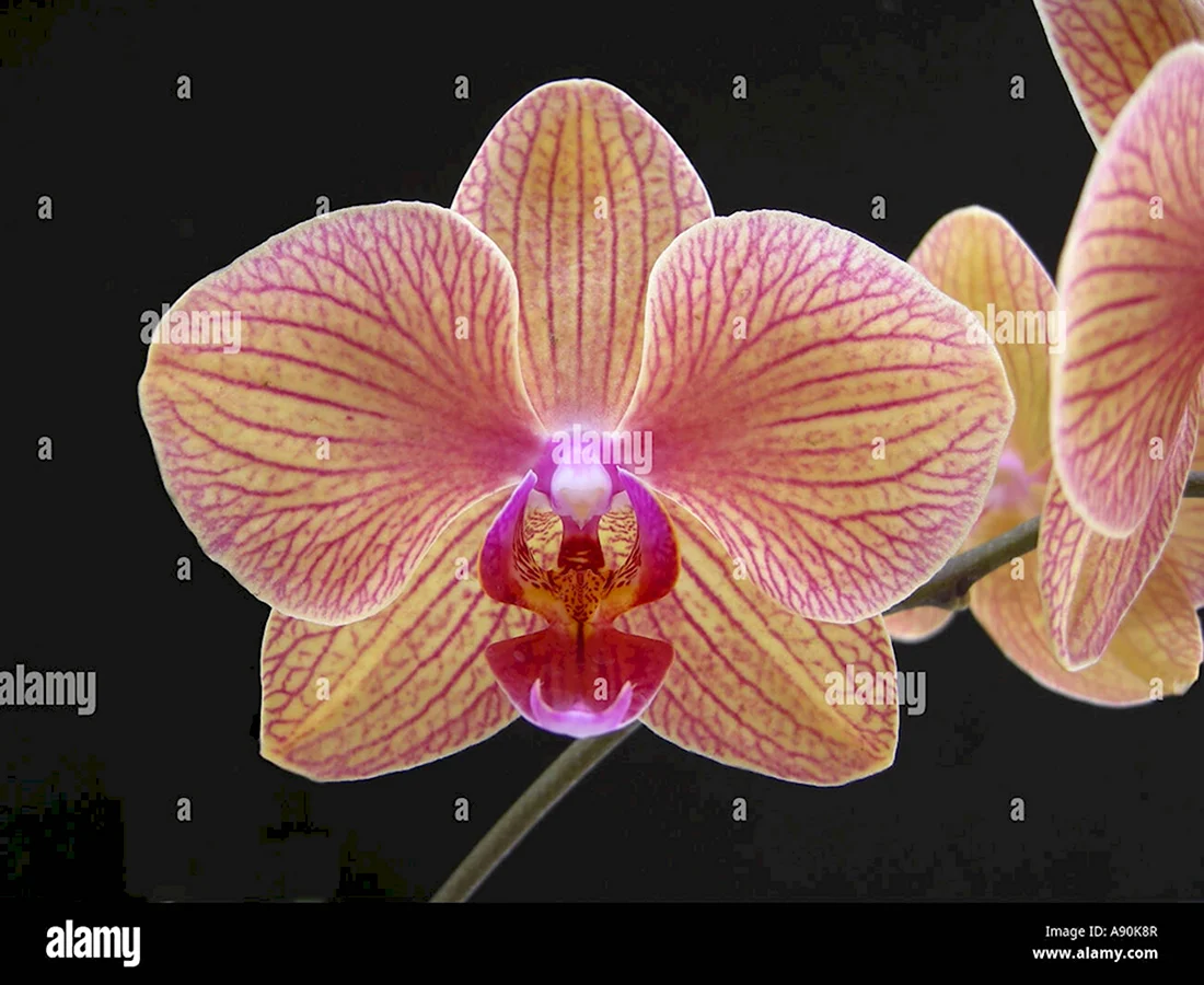 Орхидея Phal. Golden Fish