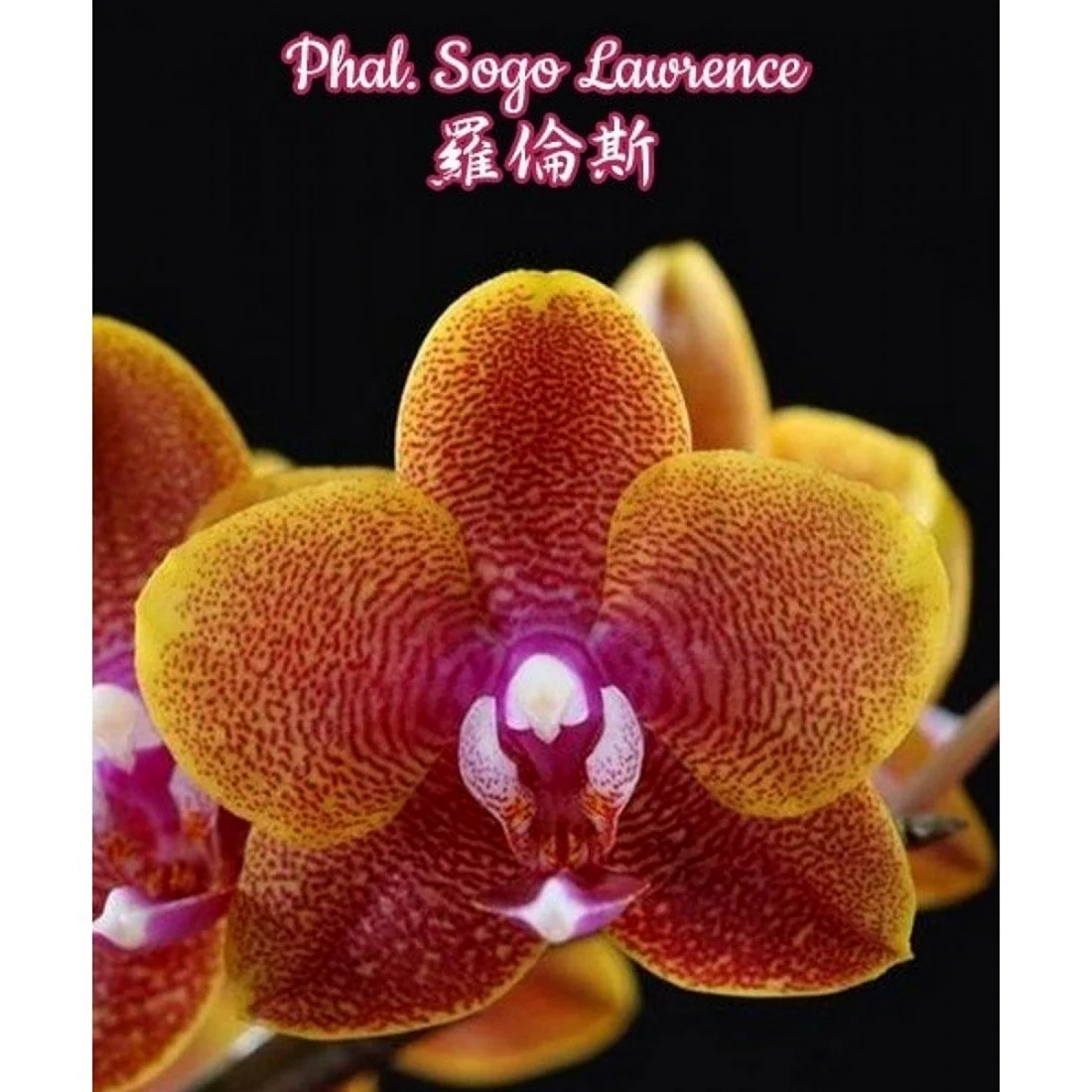 Орхидея Phal. Sogo Lawrence