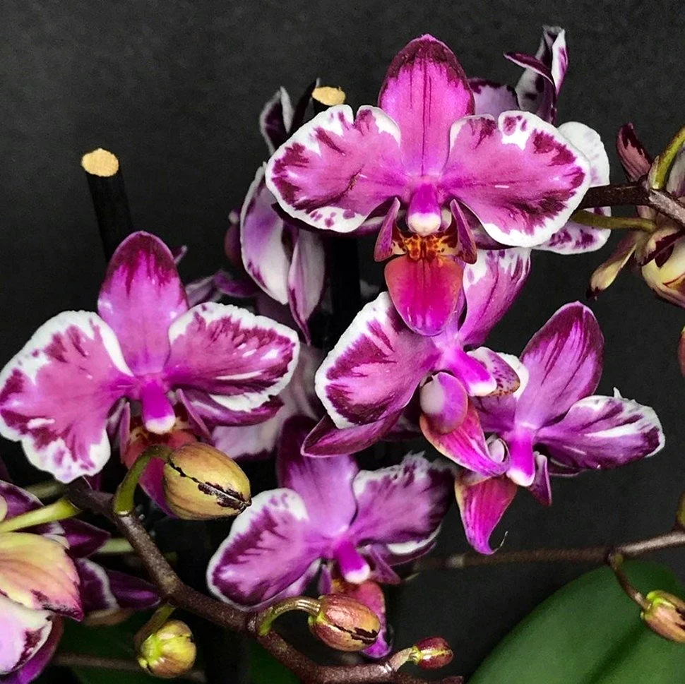 Орхидея Phal. Younghome Princess