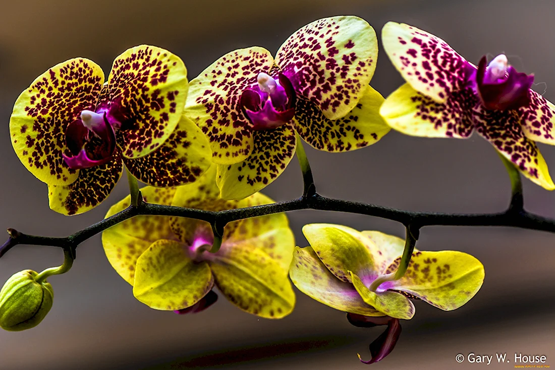 Орхидея Phalaenopsis Astrid