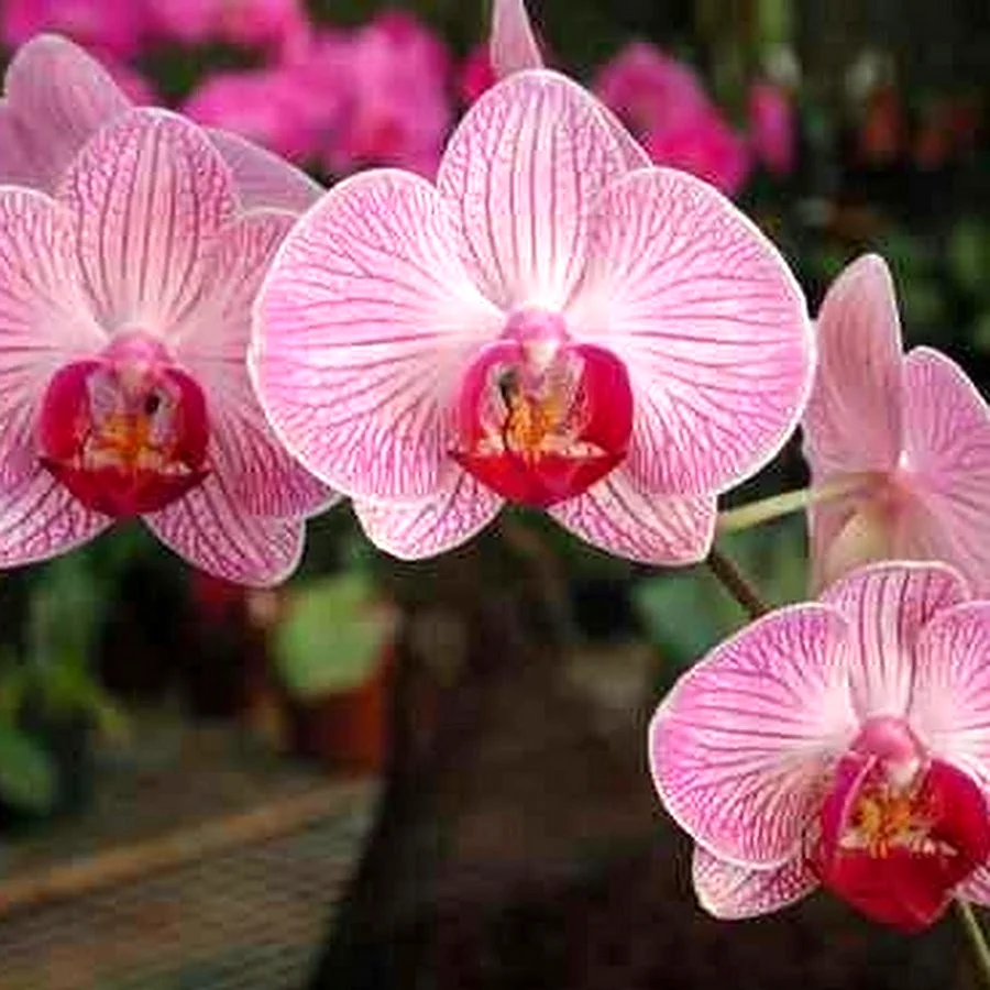 Орхидея Phalaenopsis Budapest