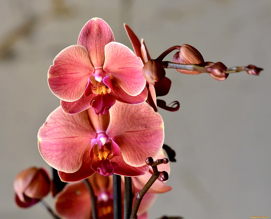Орхидея Phalaenopsis Carmen