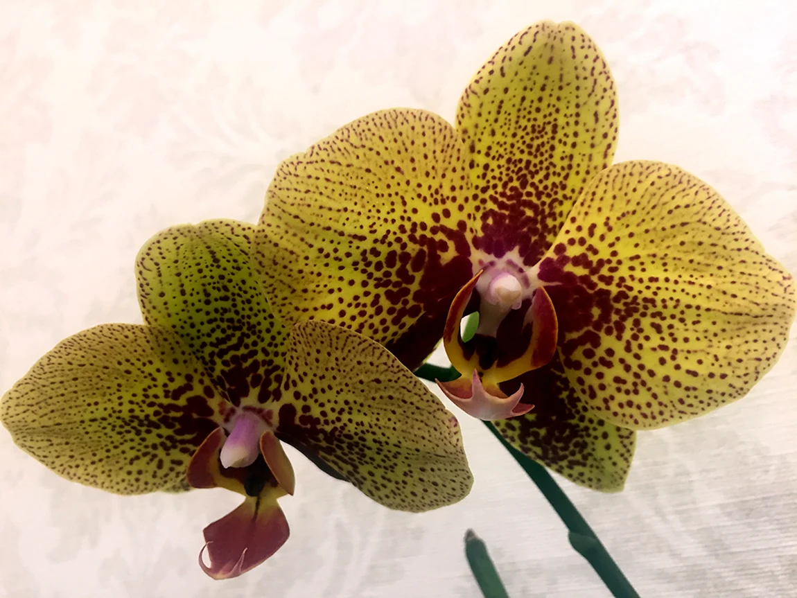 Орхидея Phalaenopsis Чармер