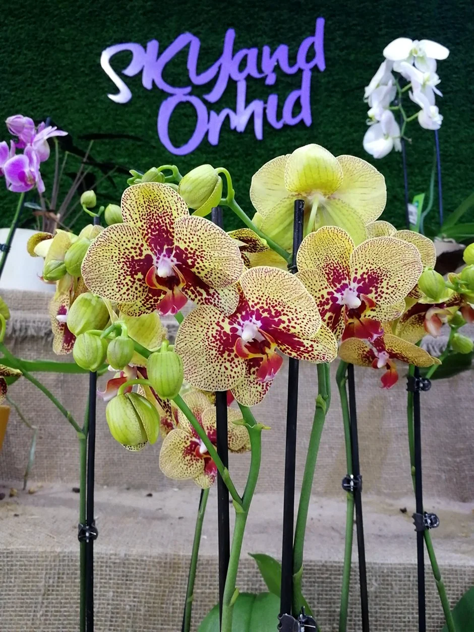 Орхидея Phalaenopsis Charmer