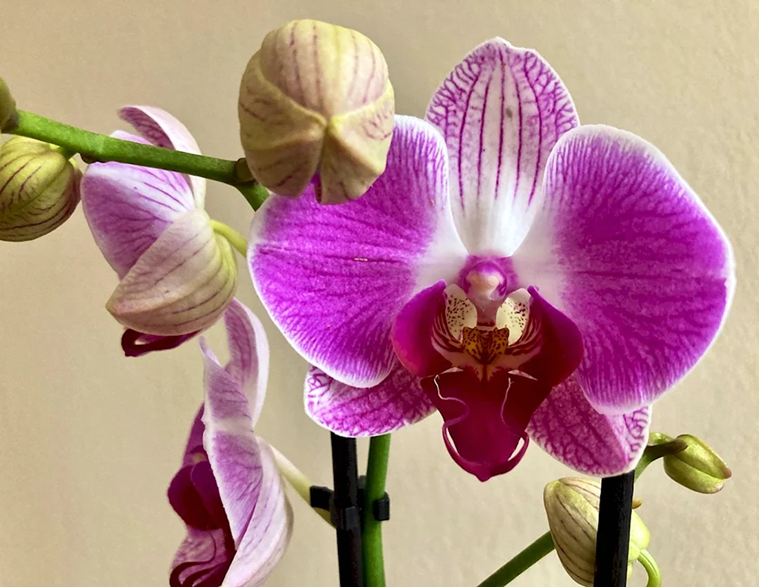Орхидея Phalaenopsis Chengdu