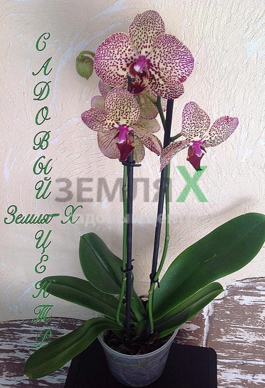 Орхидея Phalaenopsis Cleopatra