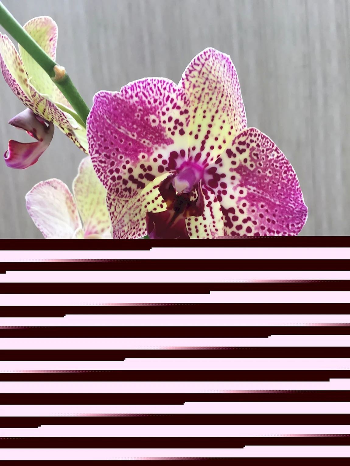 Орхидея Phalaenopsis Cleopatra