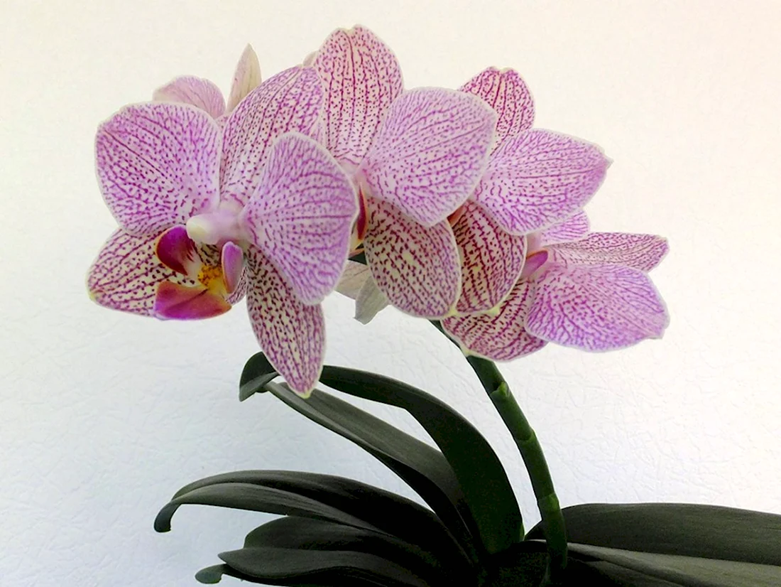 Орхидея Phalaenopsis Demi Deroose