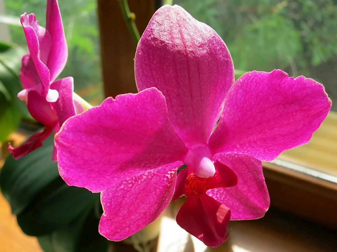 Орхидея Phalaenopsis Destiny