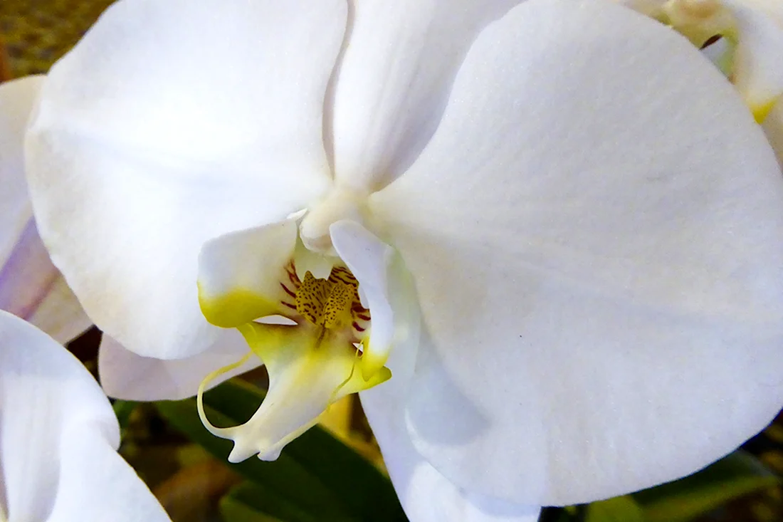 Орхидея Phalaenopsis Ikaria