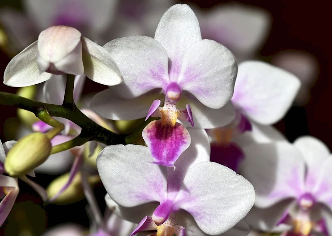 Орхидея Phalaenopsis Kellion