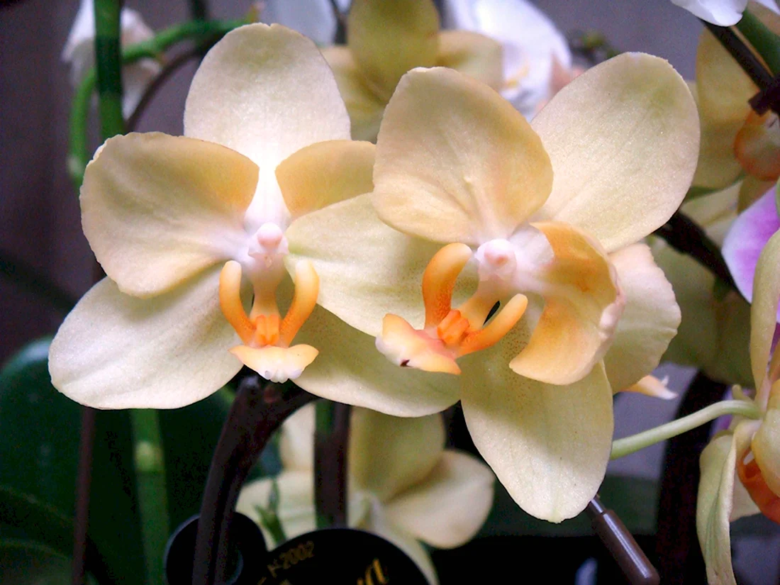 Орхидея Phalaenopsis Kellion